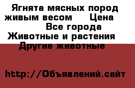 Ягнята мясных пород живым весом.  › Цена ­ 125 - Все города Животные и растения » Другие животные   